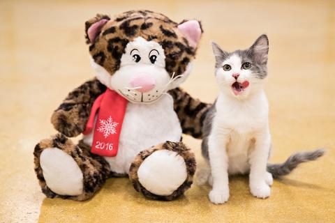 petsmart charities stuffed animals